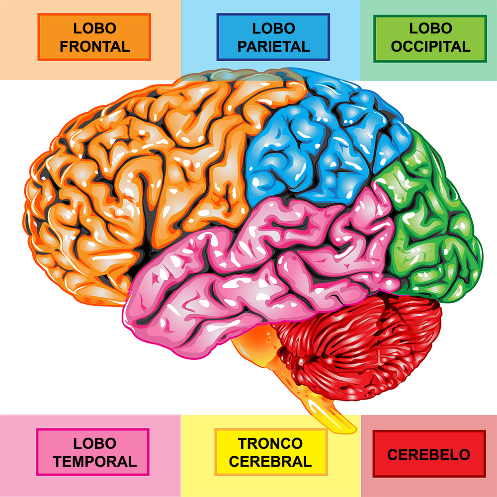 Manual Alimentando seu Cérebro - Centro Nutrição Celular